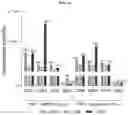 Fig. 09 - FLUIDIC SYSTEM FOR PRODUCING EXTRACELLULAR VESICLES AND ASSOCIATED METHOD