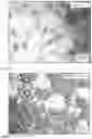 Fig. 08 - PATTERNED, DENDRIMERIC SUBSTRATE SURFACES AND PRODUCTION AND USE THEREOF
