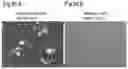 Fig. 30 - PLURIPOTENT STEM CELL MANUFACTURING SYSTEM AND METHOD FOR PRODUCING INDUCED PLURIPOTENT STEM CELLS