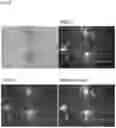 Fig. 44 - PLURIPOTENT STEM CELL MANUFACTURING SYSTEM AND METHOD FOR PRODUCING INDUCED PLURIPOTENT STEM CELLS