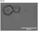 Fig. 13 - ISOLATED CELL CULTURE COMPONENTS AND METHODS FOR ISOLATING THE SAME FROM LIQUID CELL CULTURE MEDIUM
