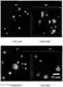 Fig. 23 - CELLULAR MICRO-MASONRY SYSTEM