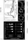 Fig. 34 - CELLULAR MICRO-MASONRY SYSTEM