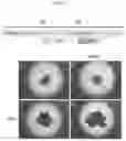 Fig. 02 - Production method for retinal tissue