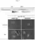 Fig. 08 - Production method for retinal tissue