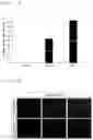 Fig. 03 - DIFFERENTIATION METHOD OF NEURAL STEM CELLS MANUFACTURED BY DIRECT CELL CONVERSION INTO ASTROCYTES