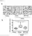Fig. 05 - METHOD FOR REMOVING SENESCENT CELL, AND METHOD FOR PREPARING SENESCENT CELL