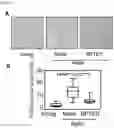 Fig. 07 - METHOD FOR REMOVING SENESCENT CELL, AND METHOD FOR PREPARING SENESCENT CELL
