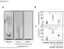 Fig. 10 - METHOD FOR REMOVING SENESCENT CELL, AND METHOD FOR PREPARING SENESCENT CELL