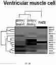 Fig. 13 - FABRICATION TECHNIQUE FOR CARDIOMYOCYTE CLUSTER WITH IMPROVED VIABILITY IN CRYOPRESERVATION AND HYPOXIC CONDITION