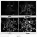 Fig. 17 - FABRICATION TECHNIQUE FOR CARDIOMYOCYTE CLUSTER WITH IMPROVED VIABILITY IN CRYOPRESERVATION AND HYPOXIC CONDITION