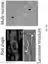Fig. 20 - FABRICATION TECHNIQUE FOR CARDIOMYOCYTE CLUSTER WITH IMPROVED VIABILITY IN CRYOPRESERVATION AND HYPOXIC CONDITION