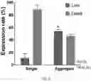 Fig. 23 - FABRICATION TECHNIQUE FOR CARDIOMYOCYTE CLUSTER WITH IMPROVED VIABILITY IN CRYOPRESERVATION AND HYPOXIC CONDITION