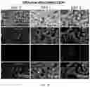 Fig. 24 - FABRICATION TECHNIQUE FOR CARDIOMYOCYTE CLUSTER WITH IMPROVED VIABILITY IN CRYOPRESERVATION AND HYPOXIC CONDITION