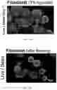 Fig. 25 - FABRICATION TECHNIQUE FOR CARDIOMYOCYTE CLUSTER WITH IMPROVED VIABILITY IN CRYOPRESERVATION AND HYPOXIC CONDITION