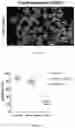 Fig. 26 - FABRICATION TECHNIQUE FOR CARDIOMYOCYTE CLUSTER WITH IMPROVED VIABILITY IN CRYOPRESERVATION AND HYPOXIC CONDITION