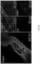Fig. 49 - FABRICATION TECHNIQUE FOR CARDIOMYOCYTE CLUSTER WITH IMPROVED VIABILITY IN CRYOPRESERVATION AND HYPOXIC CONDITION