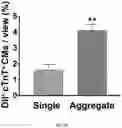 Fig. 51 - FABRICATION TECHNIQUE FOR CARDIOMYOCYTE CLUSTER WITH IMPROVED VIABILITY IN CRYOPRESERVATION AND HYPOXIC CONDITION