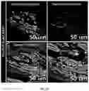 Fig. 53 - FABRICATION TECHNIQUE FOR CARDIOMYOCYTE CLUSTER WITH IMPROVED VIABILITY IN CRYOPRESERVATION AND HYPOXIC CONDITION