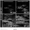 Fig. 55 - FABRICATION TECHNIQUE FOR CARDIOMYOCYTE CLUSTER WITH IMPROVED VIABILITY IN CRYOPRESERVATION AND HYPOXIC CONDITION