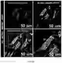 Fig. 56 - FABRICATION TECHNIQUE FOR CARDIOMYOCYTE CLUSTER WITH IMPROVED VIABILITY IN CRYOPRESERVATION AND HYPOXIC CONDITION