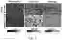 Fig. 03 - METHODS FOR THE MATURATION OF CARDIOMYOCYTES ON AMNIOTIC FLUID CELL-DERIVED ECM, CELLULAR CONSTRUCTS, AND USES FOR CARDIOTOXICITY AND PROARRHYTHMIC SCREENING OF DRUG COMPOUNDS