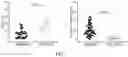 Fig. 04 - METHODS FOR THE MATURATION OF CARDIOMYOCYTES ON AMNIOTIC FLUID CELL-DERIVED ECM, CELLULAR CONSTRUCTS, AND USES FOR CARDIOTOXICITY AND PROARRHYTHMIC SCREENING OF DRUG COMPOUNDS