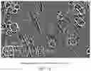 Fig. 15 - METHODS FOR THE MATURATION OF CARDIOMYOCYTES ON AMNIOTIC FLUID CELL-DERIVED ECM, CELLULAR CONSTRUCTS, AND USES FOR CARDIOTOXICITY AND PROARRHYTHMIC SCREENING OF DRUG COMPOUNDS