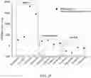 Fig. 30 - METHODS FOR THE MATURATION OF CARDIOMYOCYTES ON AMNIOTIC FLUID CELL-DERIVED ECM, CELLULAR CONSTRUCTS, AND USES FOR CARDIOTOXICITY AND PROARRHYTHMIC SCREENING OF DRUG COMPOUNDS