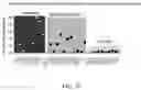 Fig. 31 - METHODS FOR THE MATURATION OF CARDIOMYOCYTES ON AMNIOTIC FLUID CELL-DERIVED ECM, CELLULAR CONSTRUCTS, AND USES FOR CARDIOTOXICITY AND PROARRHYTHMIC SCREENING OF DRUG COMPOUNDS