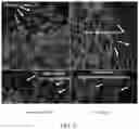 Fig. 32 - METHODS FOR THE MATURATION OF CARDIOMYOCYTES ON AMNIOTIC FLUID CELL-DERIVED ECM, CELLULAR CONSTRUCTS, AND USES FOR CARDIOTOXICITY AND PROARRHYTHMIC SCREENING OF DRUG COMPOUNDS