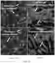Fig. 33 - METHODS FOR THE MATURATION OF CARDIOMYOCYTES ON AMNIOTIC FLUID CELL-DERIVED ECM, CELLULAR CONSTRUCTS, AND USES FOR CARDIOTOXICITY AND PROARRHYTHMIC SCREENING OF DRUG COMPOUNDS