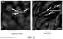 Fig. 34 - METHODS FOR THE MATURATION OF CARDIOMYOCYTES ON AMNIOTIC FLUID CELL-DERIVED ECM, CELLULAR CONSTRUCTS, AND USES FOR CARDIOTOXICITY AND PROARRHYTHMIC SCREENING OF DRUG COMPOUNDS