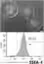 Fig. 01 - Precursor Cells Of Induced Pluripotent Stem Cell (IPSC)-Derived Mesenchymal Stem Cells And Method For Preparing The Same