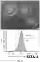 Fig. 02 - Precursor Cells Of Induced Pluripotent Stem Cell (IPSC)-Derived Mesenchymal Stem Cells And Method For Preparing The Same