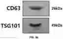 Fig. 19 - Precursor Cells Of Induced Pluripotent Stem Cell (IPSC)-Derived Mesenchymal Stem Cells And Method For Preparing The Same
