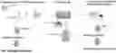 Fig. 01 - METHOD FOR IMPROVING ANGIOGENIC POTENTIAL OF A MESENCHYMAL STEM CELL