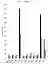 Fig. 01 - Modified pyrococcus polymerases and uses thereof