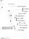 Fig. 06 - Modified pyrococcus polymerases and uses thereof
