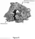 Fig. 09 - Modified terminal deoxynucleotidyl transferase (TdT) enzymes