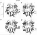 Fig. 14 - ENPP1 Polypeptides and Methods of Using Same