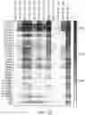 Fig. 09 - PROGRAMMABLE NUCLEASE IMPROVEMENTS AND COMPOSITIONS AND METHODS FOR NUCLEIC ACID AMPLIFICATION AND DETECTION