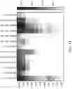 Fig. 16 - PROGRAMMABLE NUCLEASE IMPROVEMENTS AND COMPOSITIONS AND METHODS FOR NUCLEIC ACID AMPLIFICATION AND DETECTION