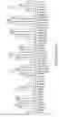 Fig. 29 - PROGRAMMABLE NUCLEASE IMPROVEMENTS AND COMPOSITIONS AND METHODS FOR NUCLEIC ACID AMPLIFICATION AND DETECTION