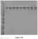 Fig. 25 - METHOD OF PRODUCING COLLAGENASE