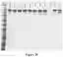 Fig. 29 - METHOD OF PRODUCING COLLAGENASE