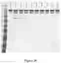 Fig. 30 - METHOD OF PRODUCING COLLAGENASE