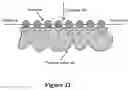 Fig. 33 - METHOD OF PRODUCING COLLAGENASE