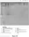 Fig. 35 - METHOD OF PRODUCING COLLAGENASE