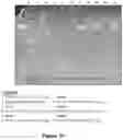 Fig. 40 - METHOD OF PRODUCING COLLAGENASE